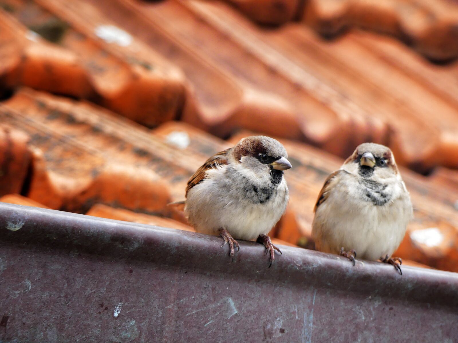 Panasonic Lumix DMC-FZ300 sample photo. Sparrow, bird, house photography