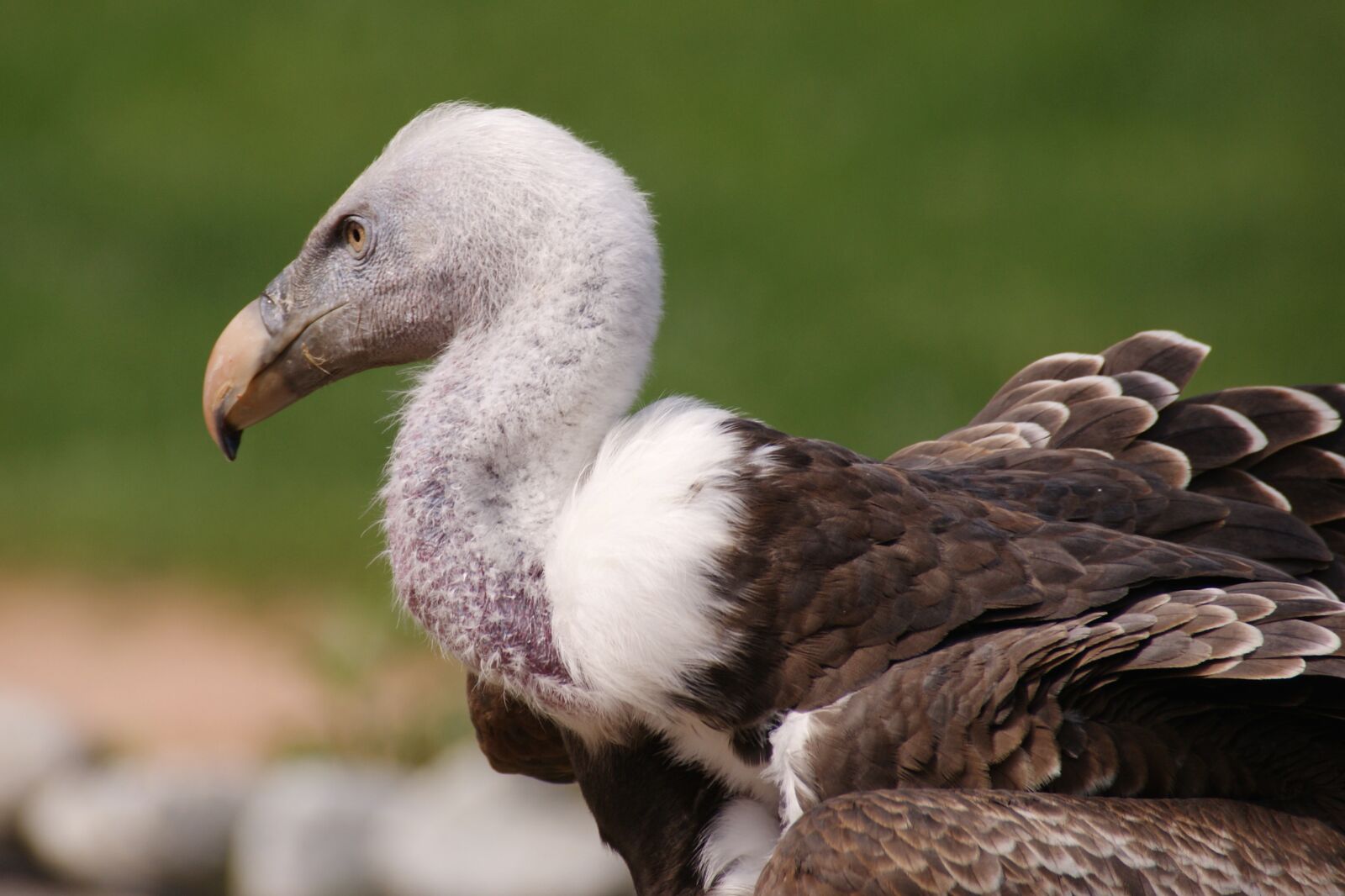 Sony Alpha DSLR-A350 sample photo. Vulture, scavengers, raptor photography