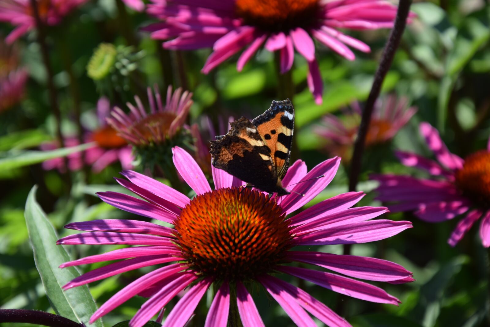 Nikon D5300 sample photo. Garden, park, flower photography
