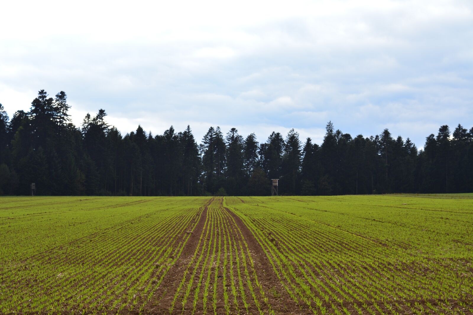 Nikon D5200 sample photo. Meadow, the cultivation of photography