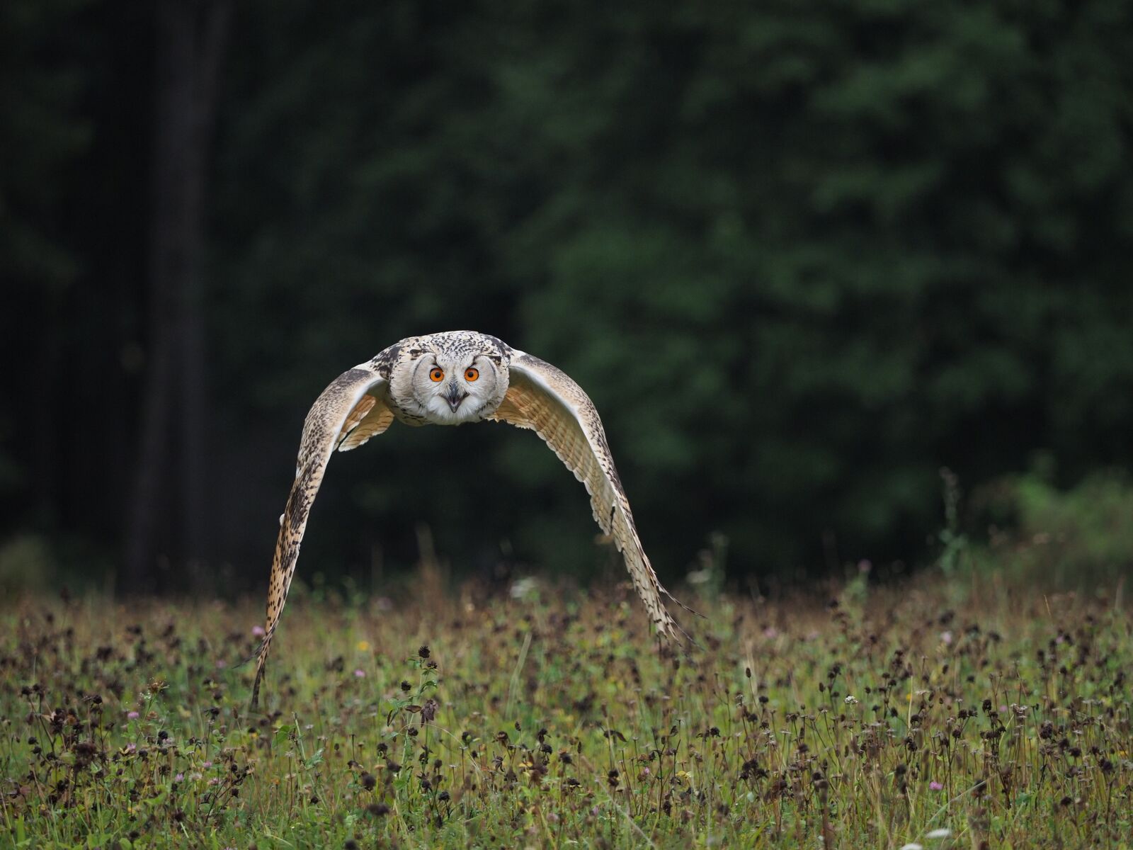 Olympus OM-D E-M1 Mark II + Olympus M.Zuiko Digital ED 40-150mm F2.8 Pro sample photo. Bird, animal, owl photography