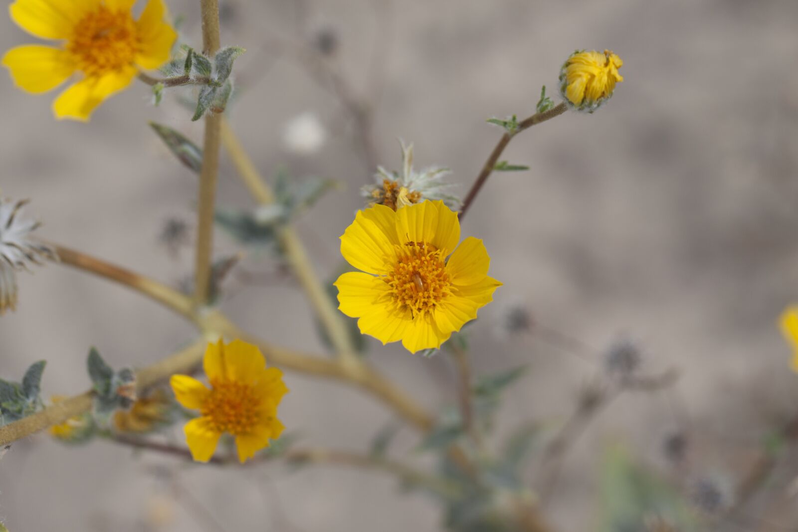 Canon EOS 50D sample photo. Desert sunflower, geraea canescens photography