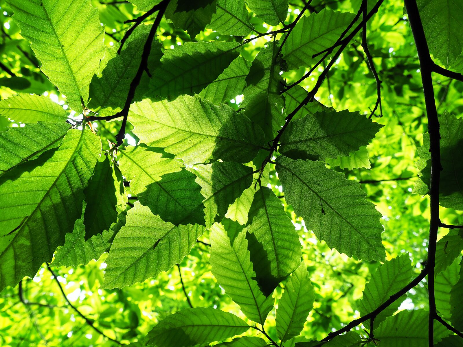 Olympus OM-D E-M1 Mark II + Olympus M.Zuiko Digital ED 12-40mm F2.8 Pro sample photo. Leaf, leaves, green photography