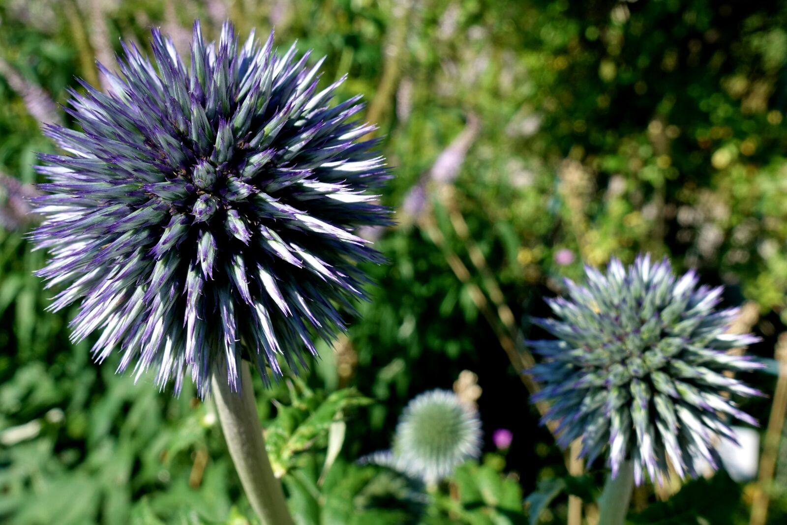 Sony DSC-RX100M5 sample photo. Globe thistle, dr senbl photography