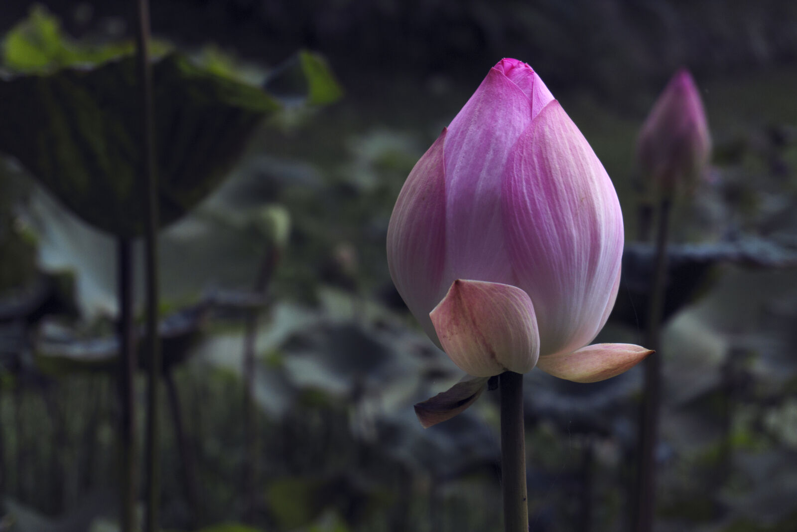 Sony a6000 sample photo. Bali, lotus photography