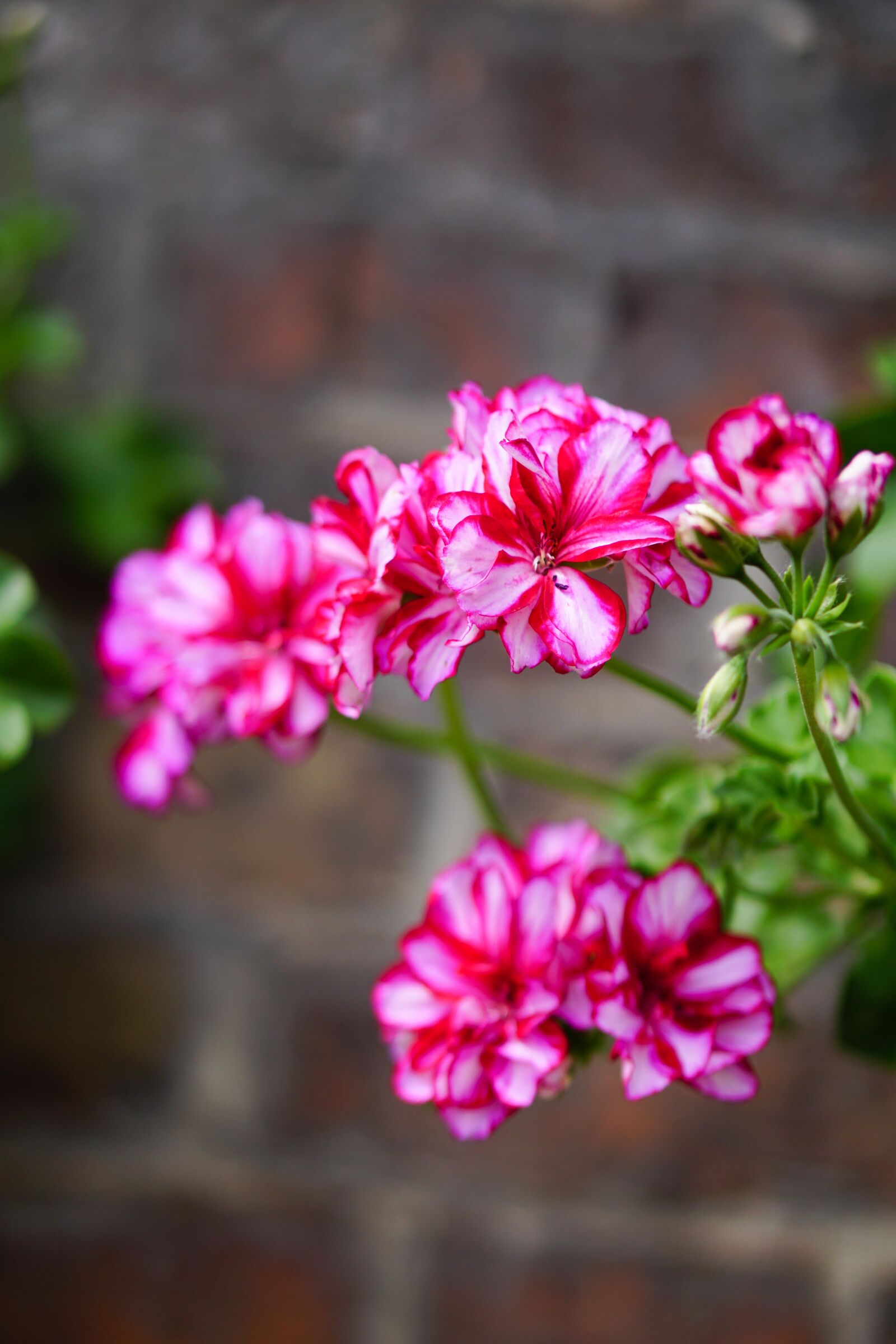 E 50mm F1.8 OSS sample photo. Pink, flowers, geranium photography