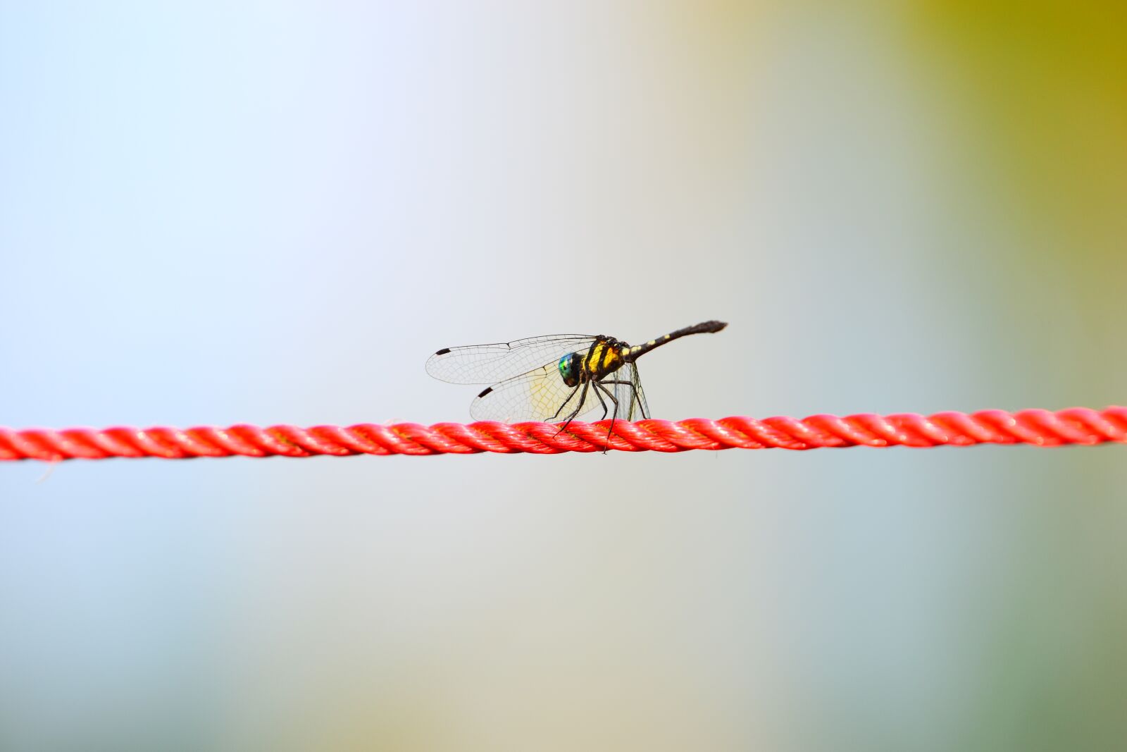 Nikon D5600 sample photo. Rope, nature, wing photography