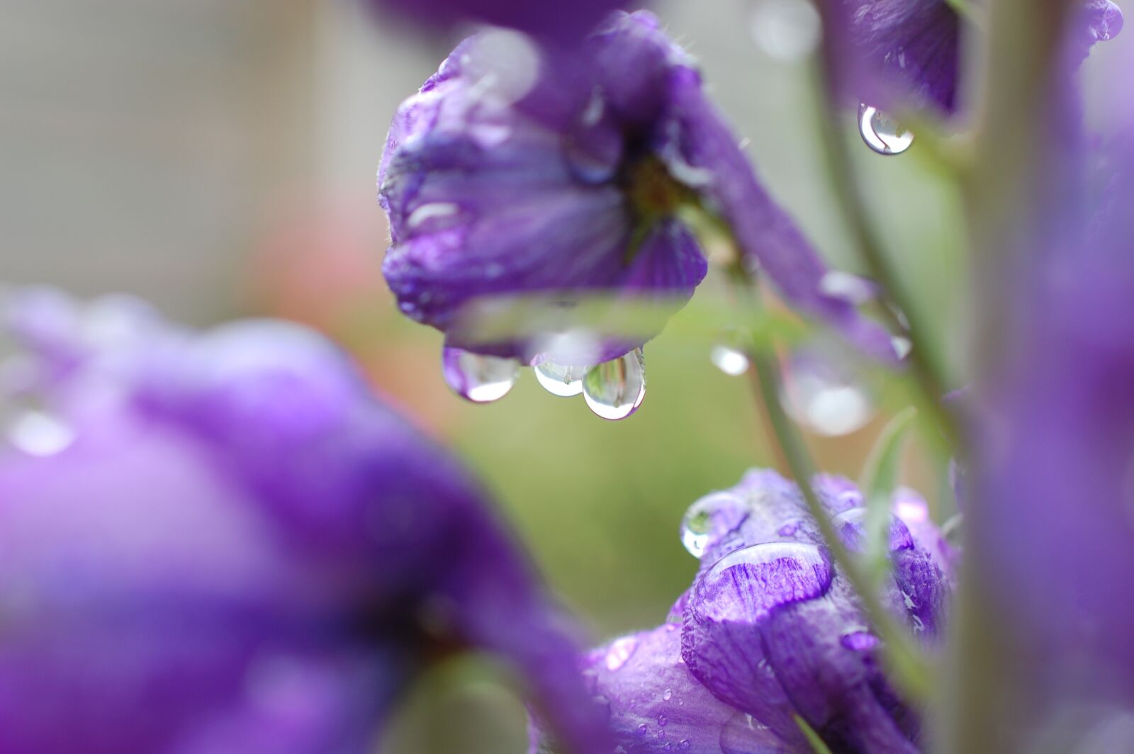 Nikon D40 sample photo. Raindrop, blossom, bloom photography