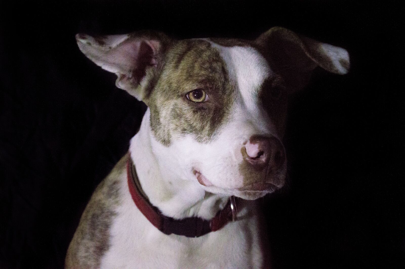 Nikon D3200 sample photo. Pitbull, canine, female photography