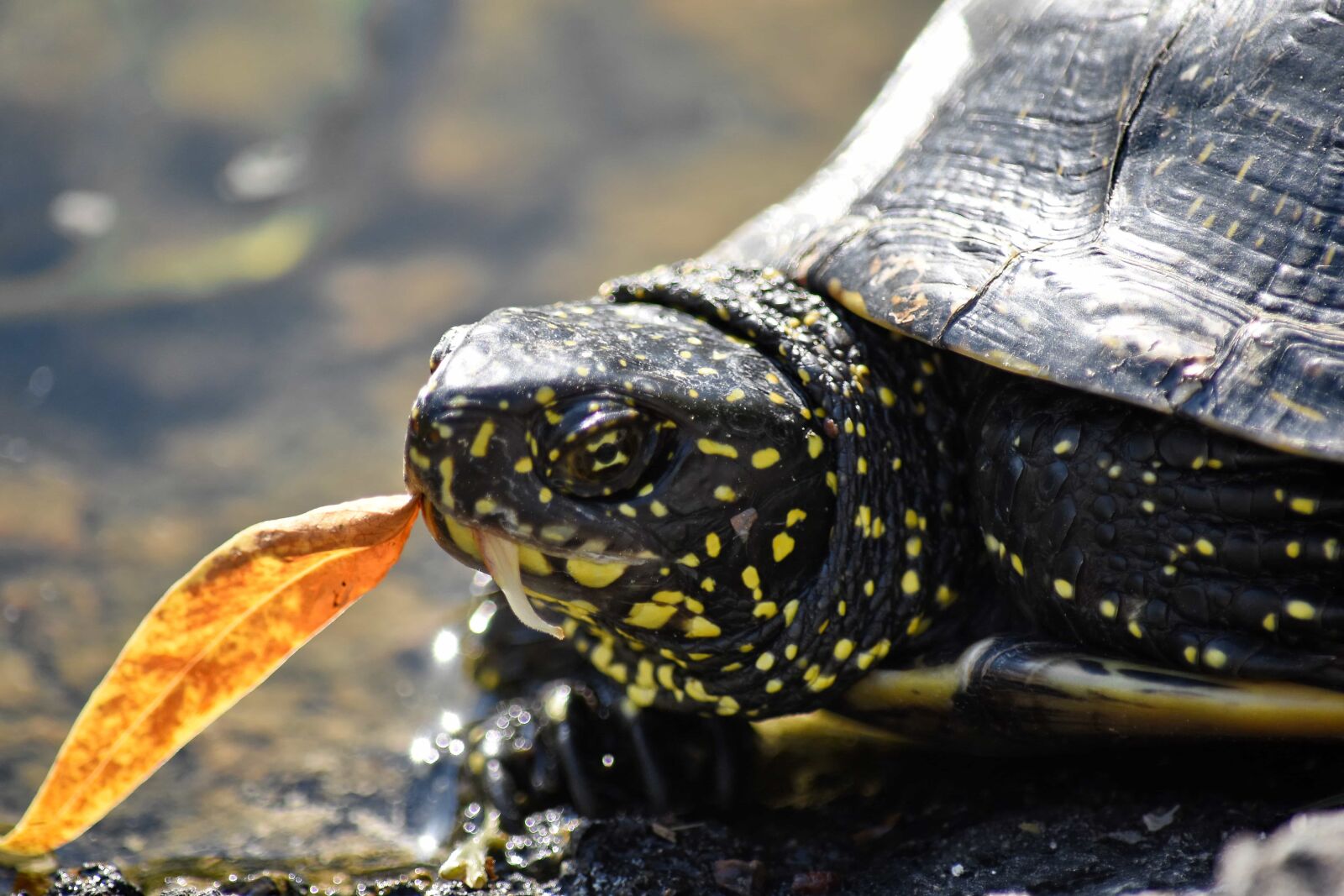 Nikon D5500 sample photo. Head, reptile, turtle, water photography