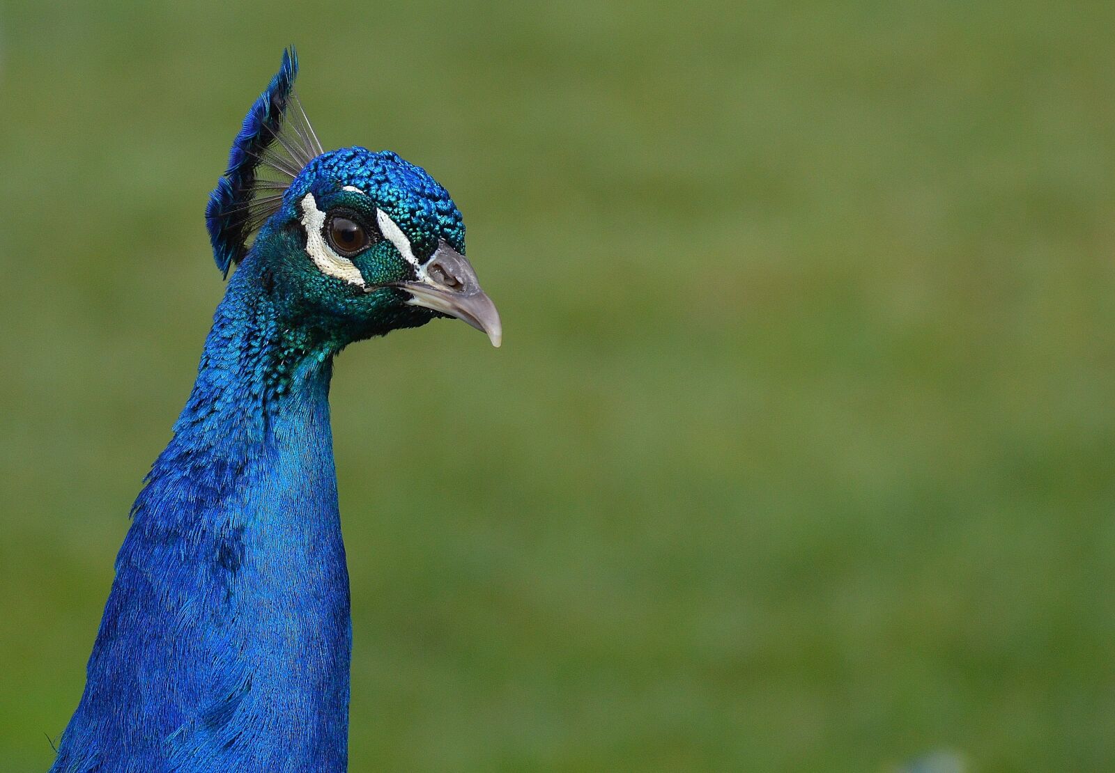 Nikon D3200 sample photo. Peacock, bird, poultry photography