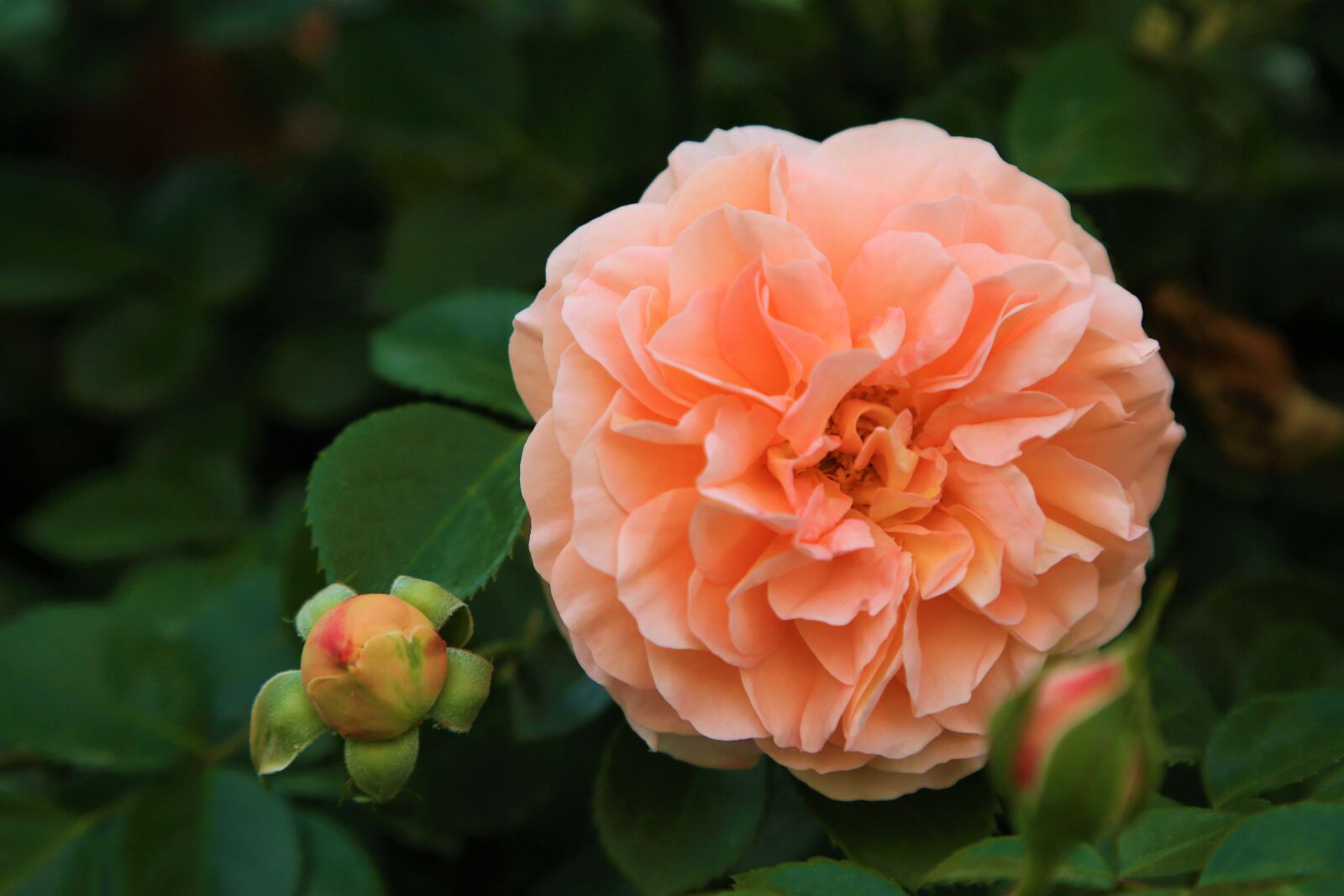 Canon EF 24-105mm F4L IS USM sample photo. Rose, pink, love photography