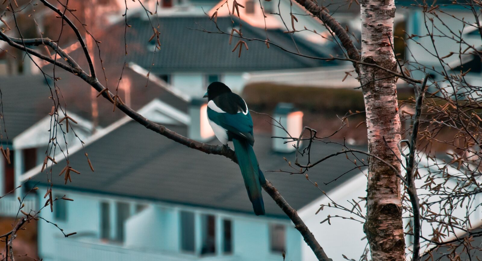Nikon D3300 sample photo. Bird, sunset, warm photography