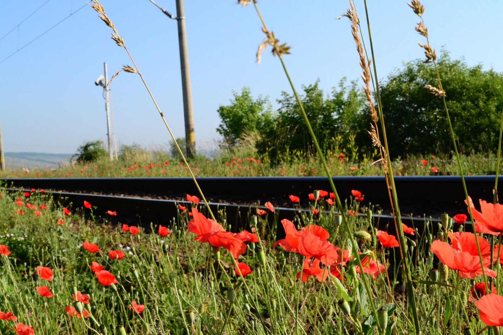 Nikon D3100 sample photo. Railway, red, flower photography