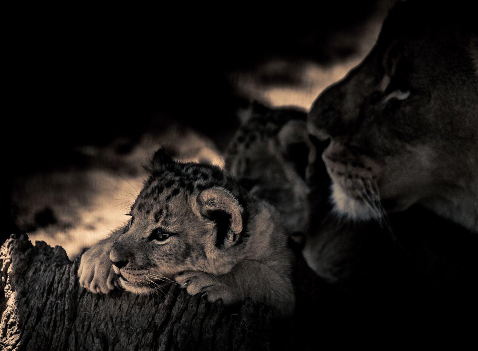 Nikon D7100 sample photo. Lion cub, eyes, lookout photography
