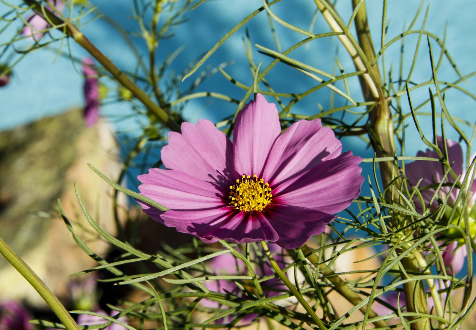Canon EOS 7D sample photo. Flower, pink, plant photography