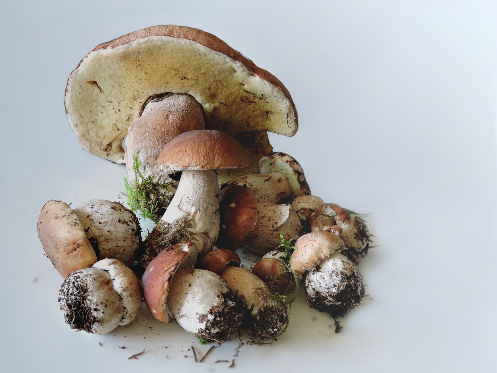 Nikon Coolpix P600 sample photo. Porcini mushrooms, food mushrooms photography
