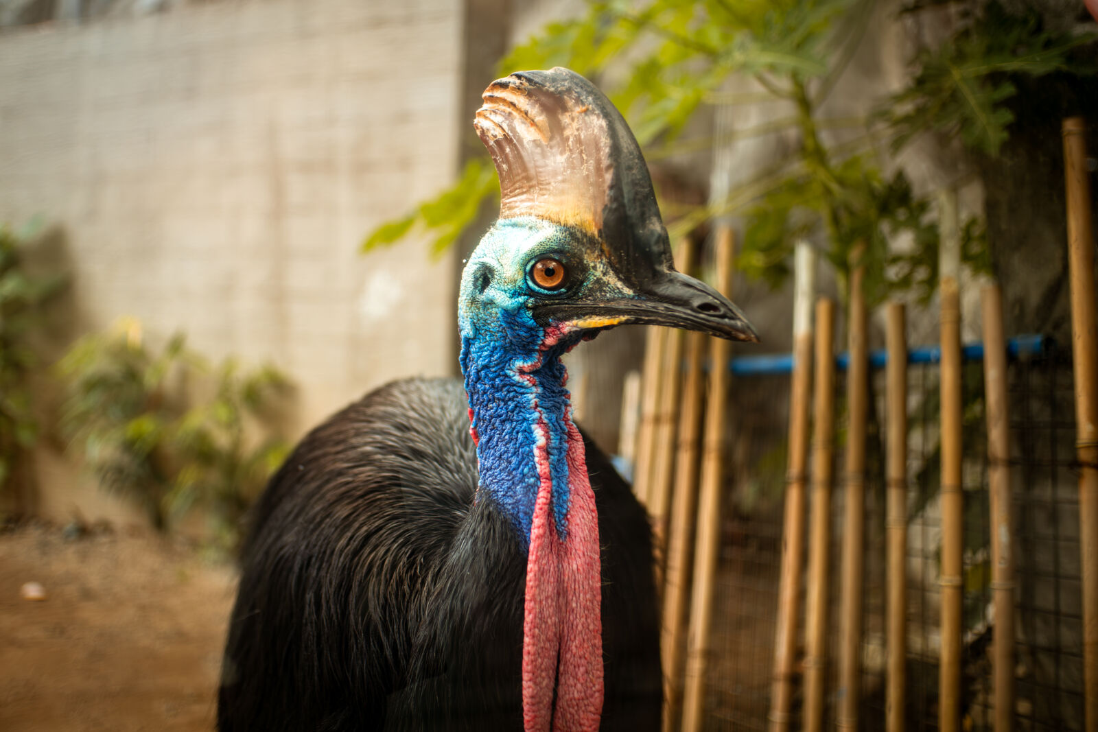 Sony ZV-E10 sample photo. Cassowary photography