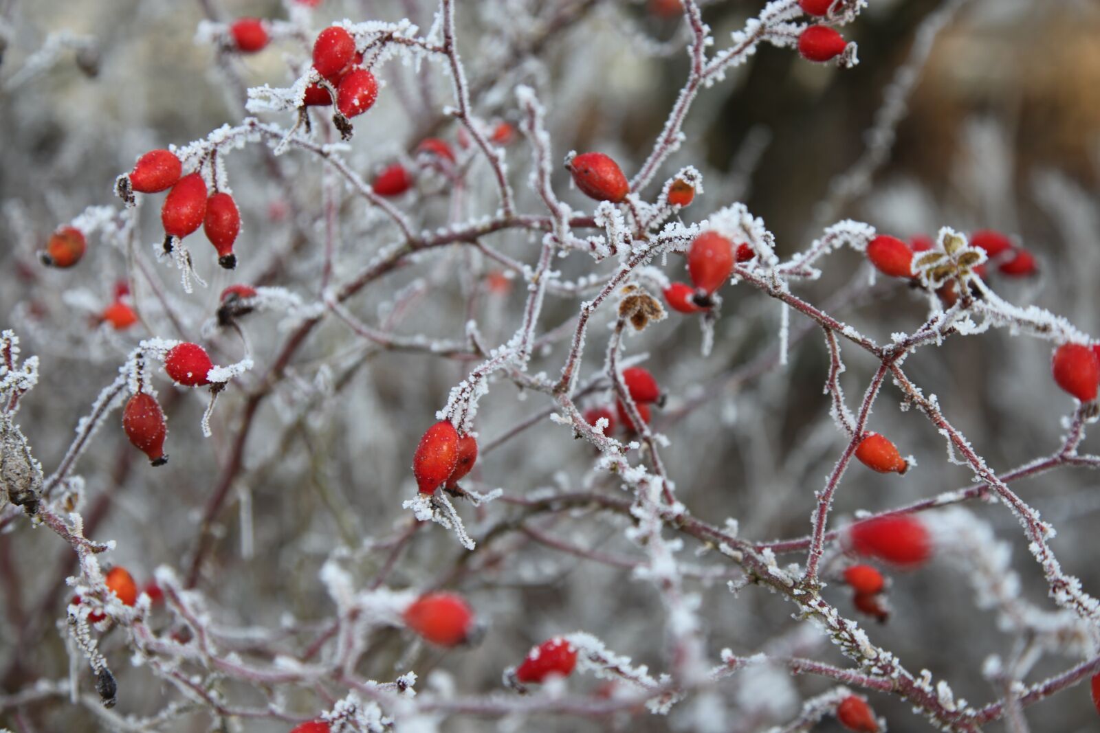 Canon EOS 5D Mark II sample photo. Frost, winter, cold photography