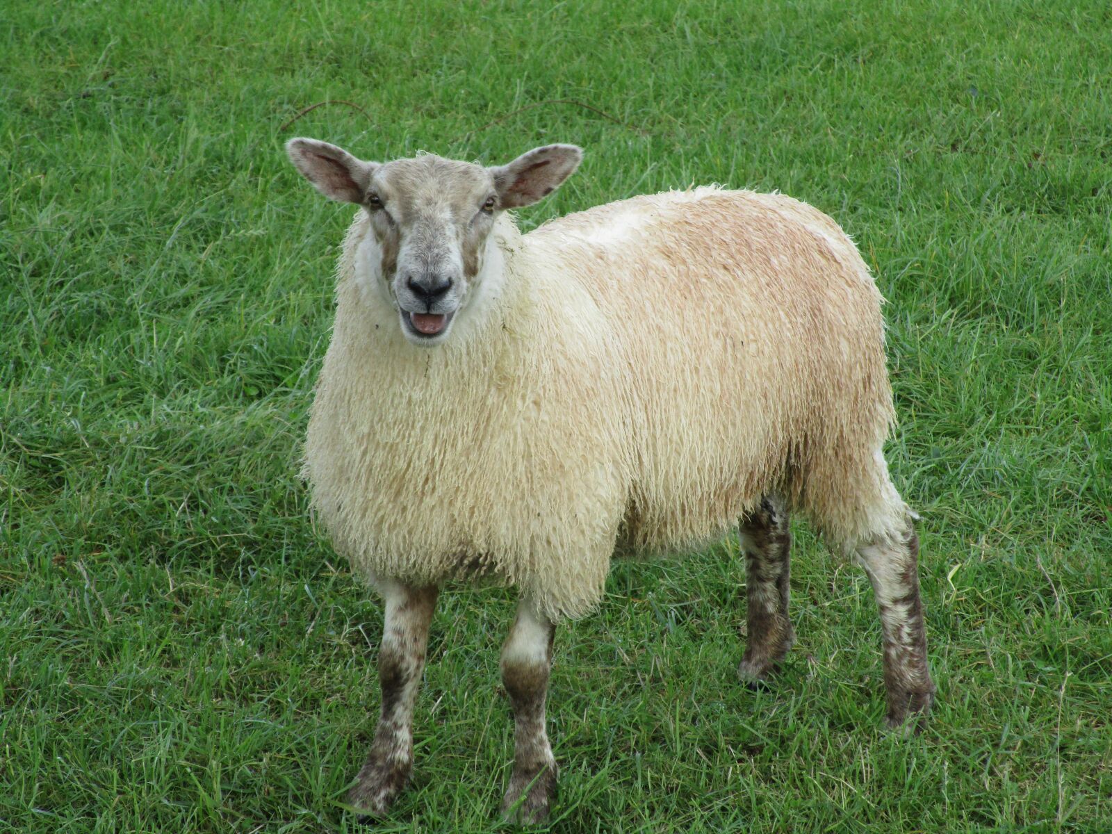 Canon IXUS 190 sample photo. Sheep, ireland, lana photography