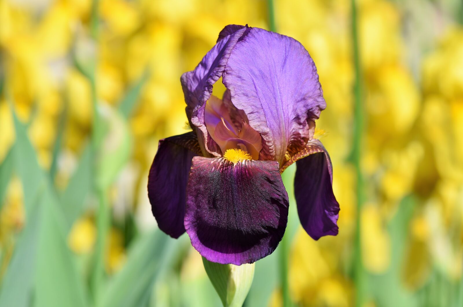 Nikon D7200 sample photo. Iris, iris flower, schwertliliengewaechs photography