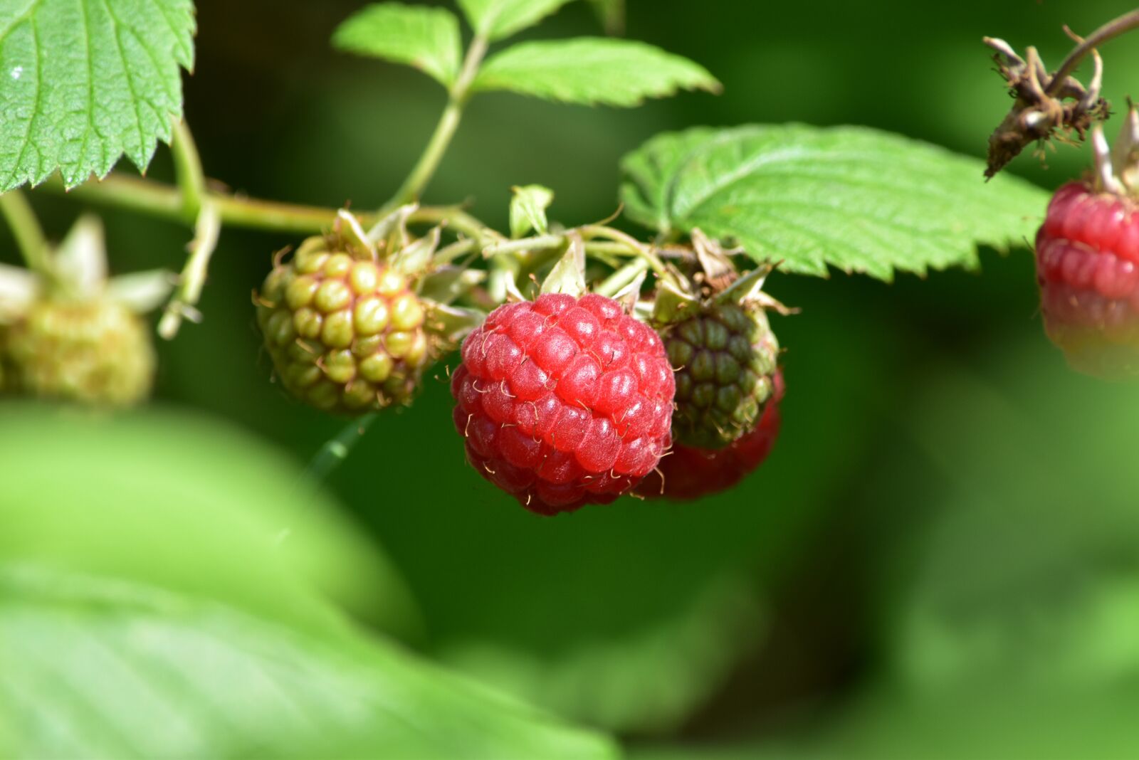 Nikon D5500 sample photo. Fruit, raspberry, garden photography