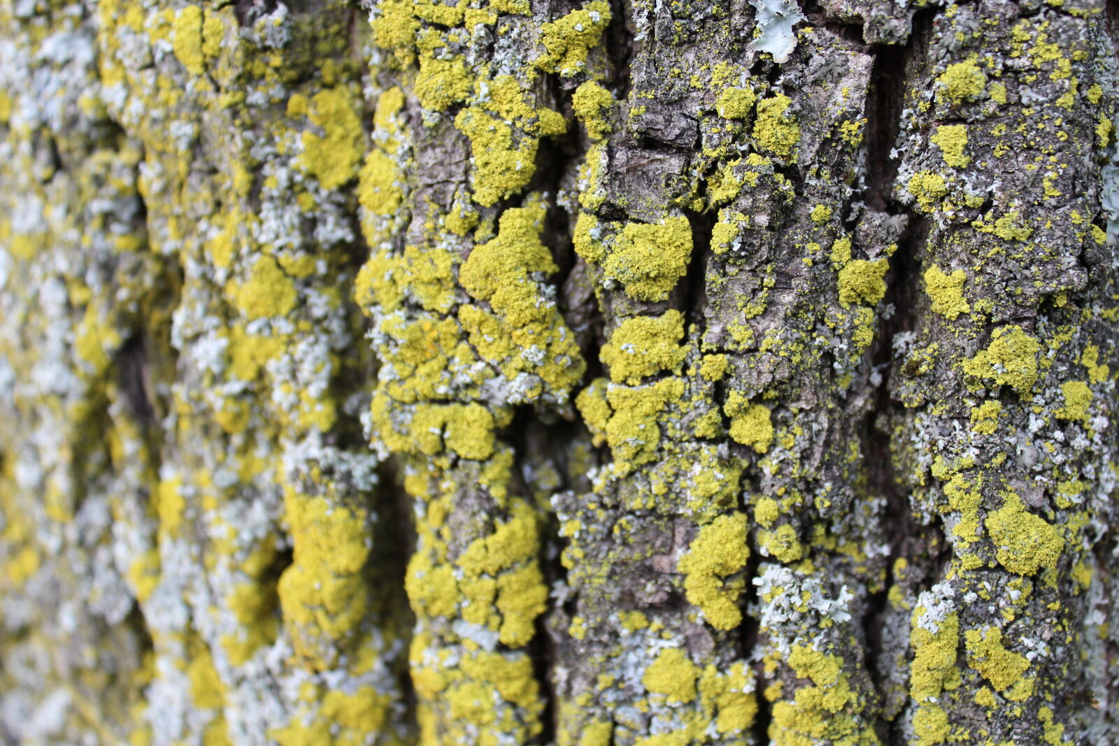 Canon EOS 600D (Rebel EOS T3i / EOS Kiss X5) sample photo. Nature, tree, bark, yellow photography