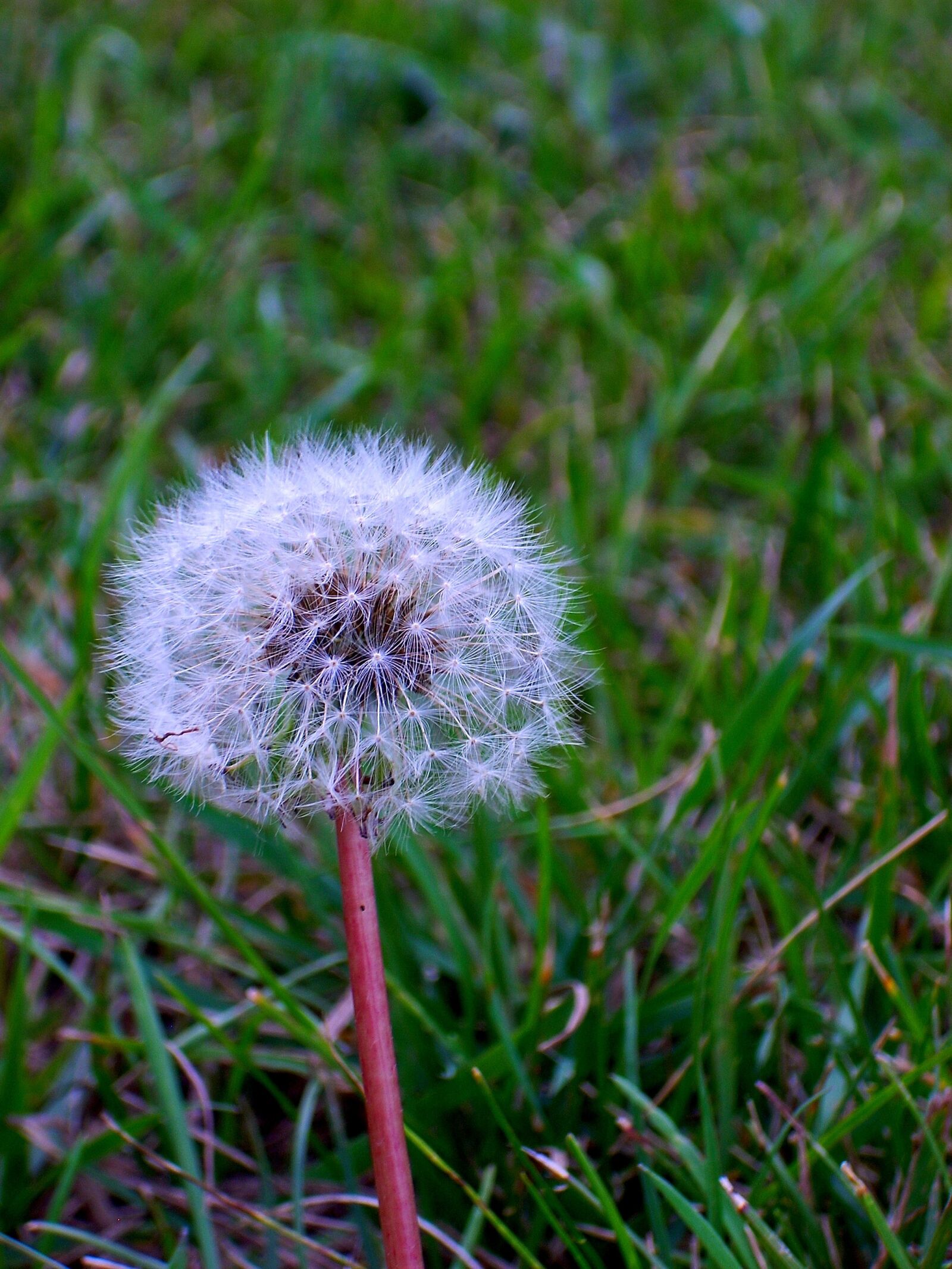 Nikon COOLPIX L11 sample photo. Fluff, nature, grass photography