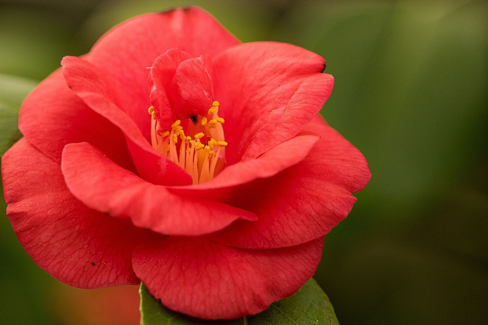 Olympus OM-D E-M1 sample photo. Hibiscus, bleed, flower photography