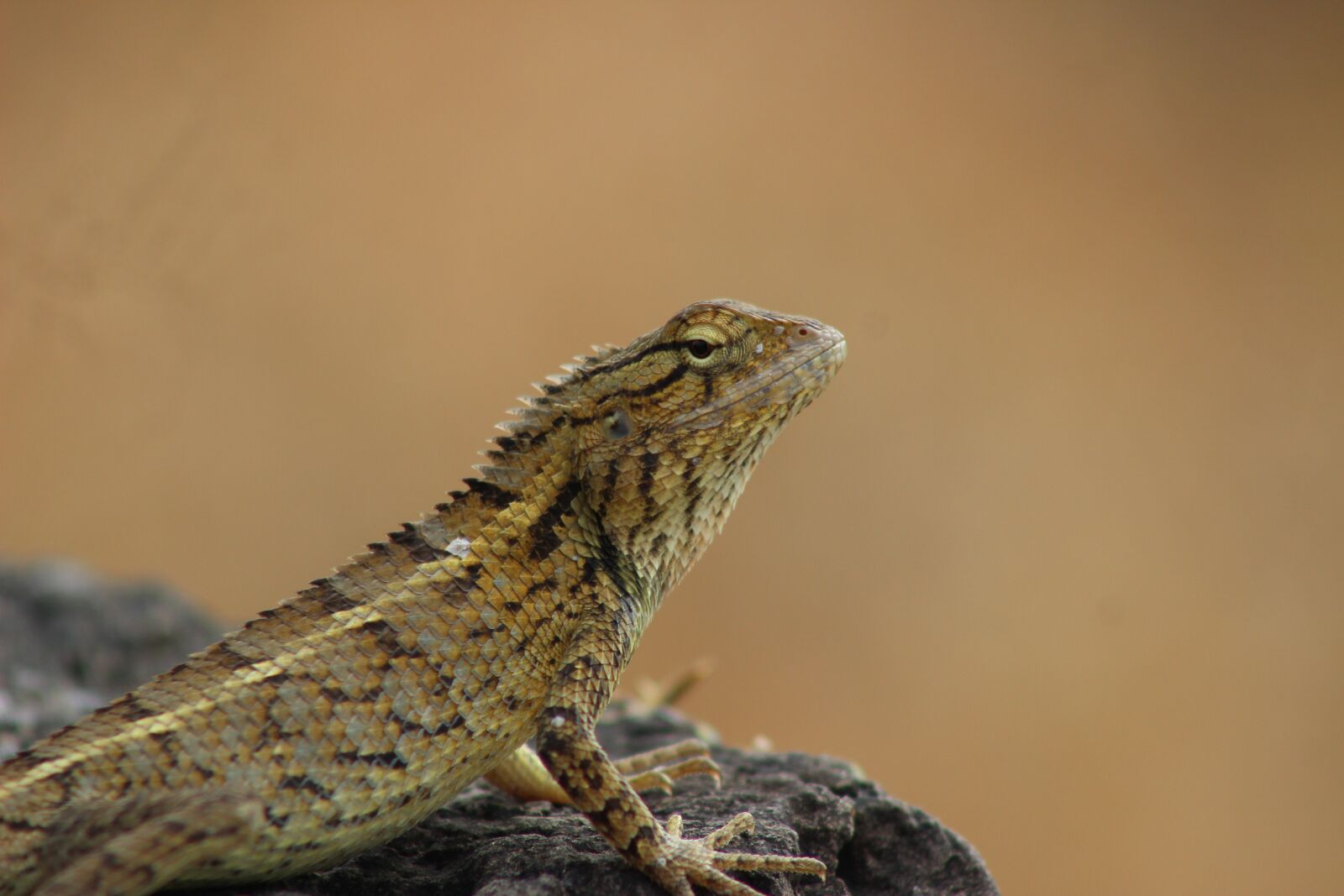 Canon EOS 600D (Rebel EOS T3i / EOS Kiss X5) + Canon EF 75-300mm f/4-5.6 USM sample photo. Lizard, reptile, scales photography