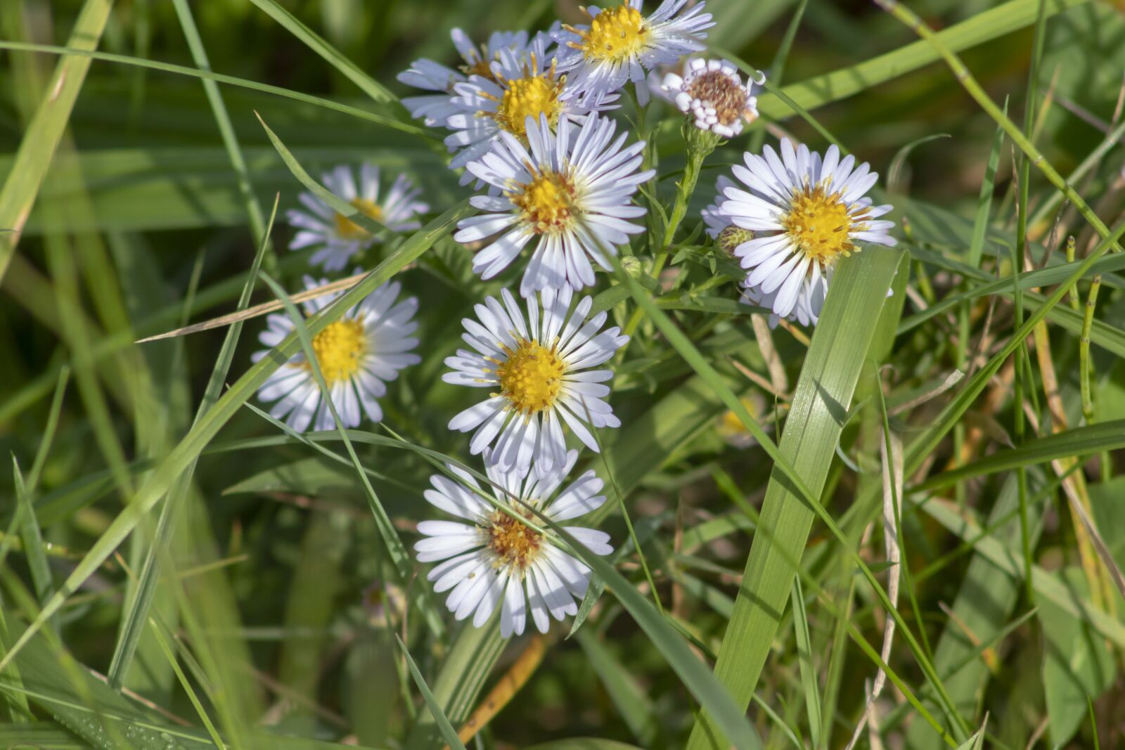 Canon EF75-300mm f/4-5.6 sample photo. Wildflower, meadow flower, flower photography