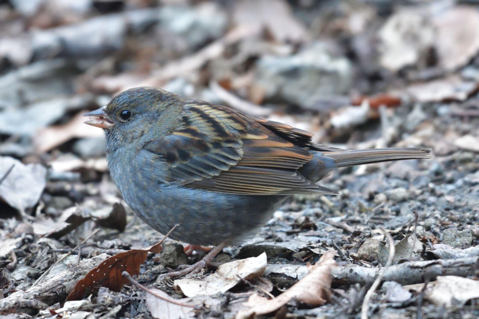 Nikon D500 sample photo. Natural, wild animals, outdoors photography