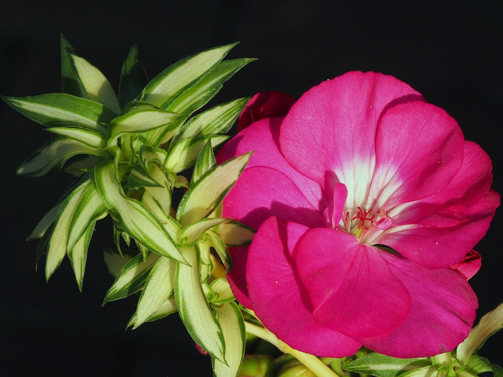 Olympus M.Zuiko Digital ED 60mm F2.8 Macro sample photo. Flower, nutmeg, balcony flowers photography