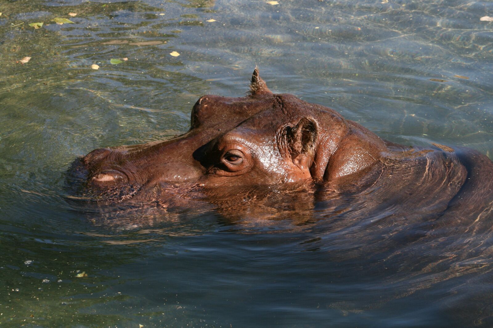 Canon EOS 400D (EOS Digital Rebel XTi / EOS Kiss Digital X) sample photo. Water, mammal, nature photography