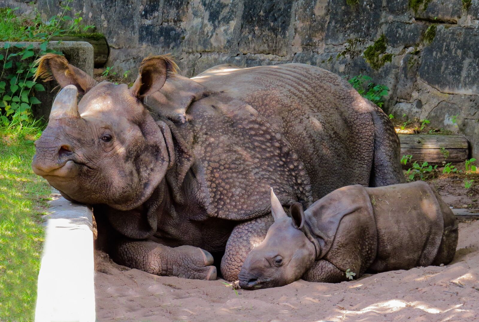 Canon PowerShot SX50 HS sample photo. Animal, rhino, pachyderm photography