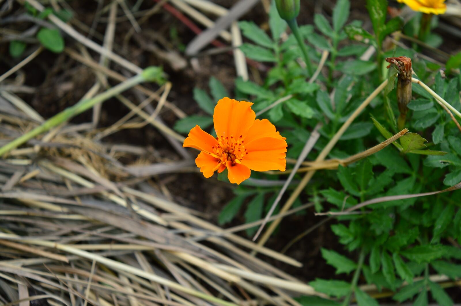 Nikon D3200 sample photo. Flowers, grass, summer photography