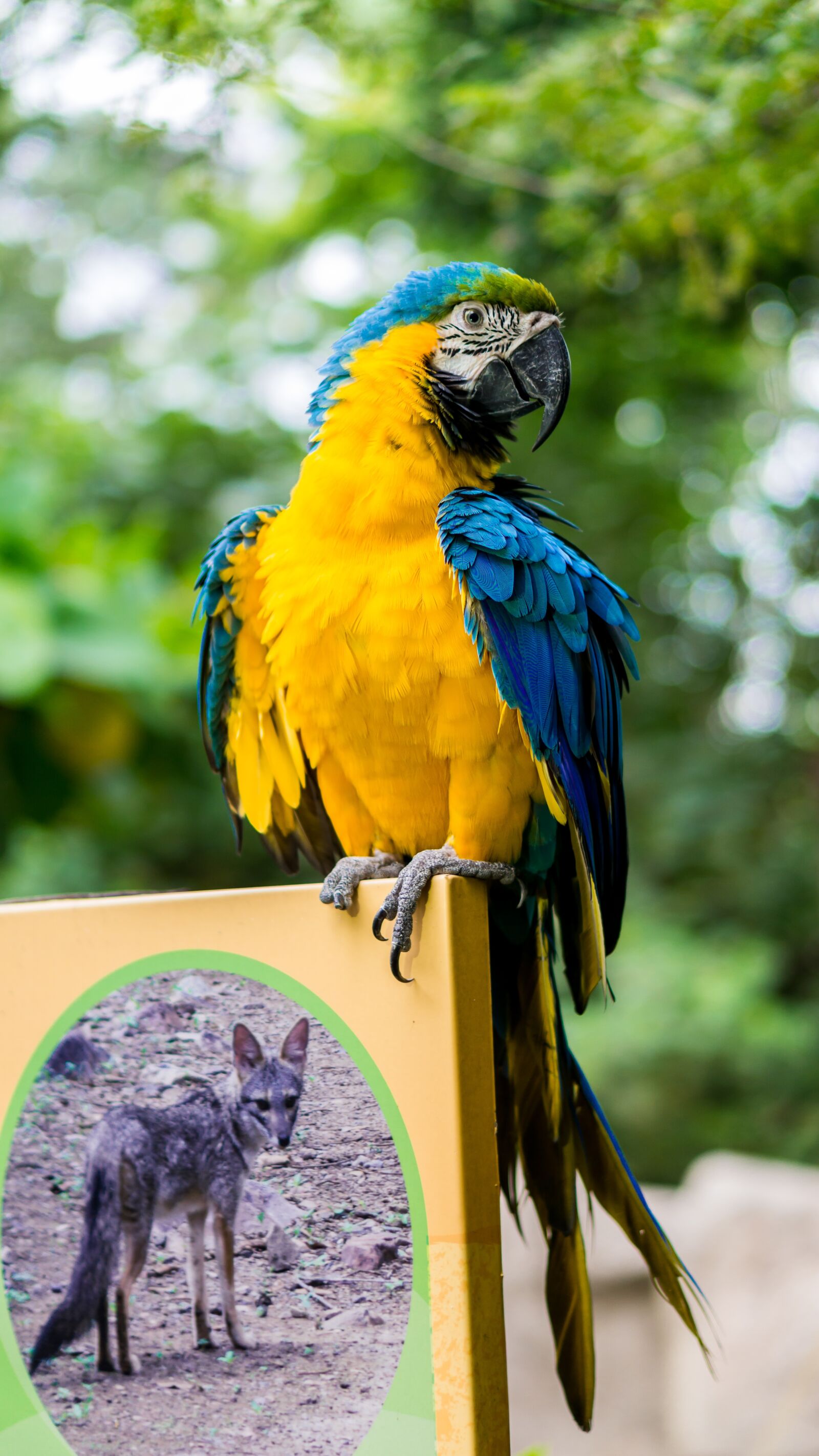 E 50mm F1.8 OSS sample photo. Parrot, animal, grass photography