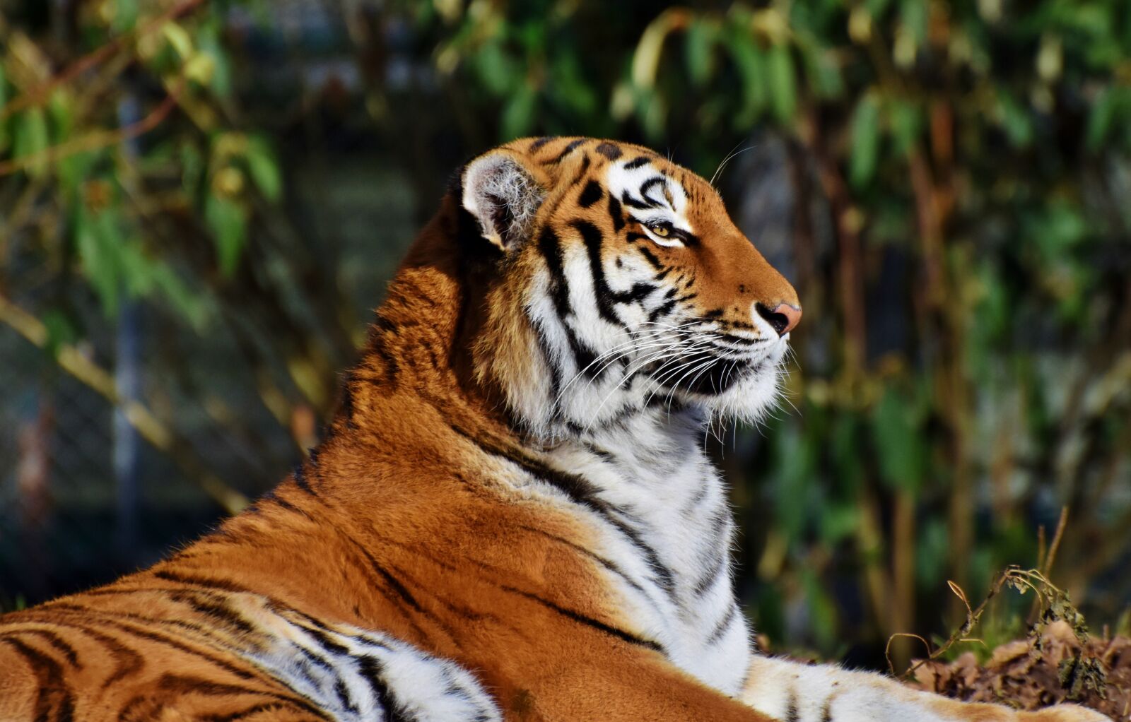 Nikon D7200 sample photo. Tiger, big cat, predator photography