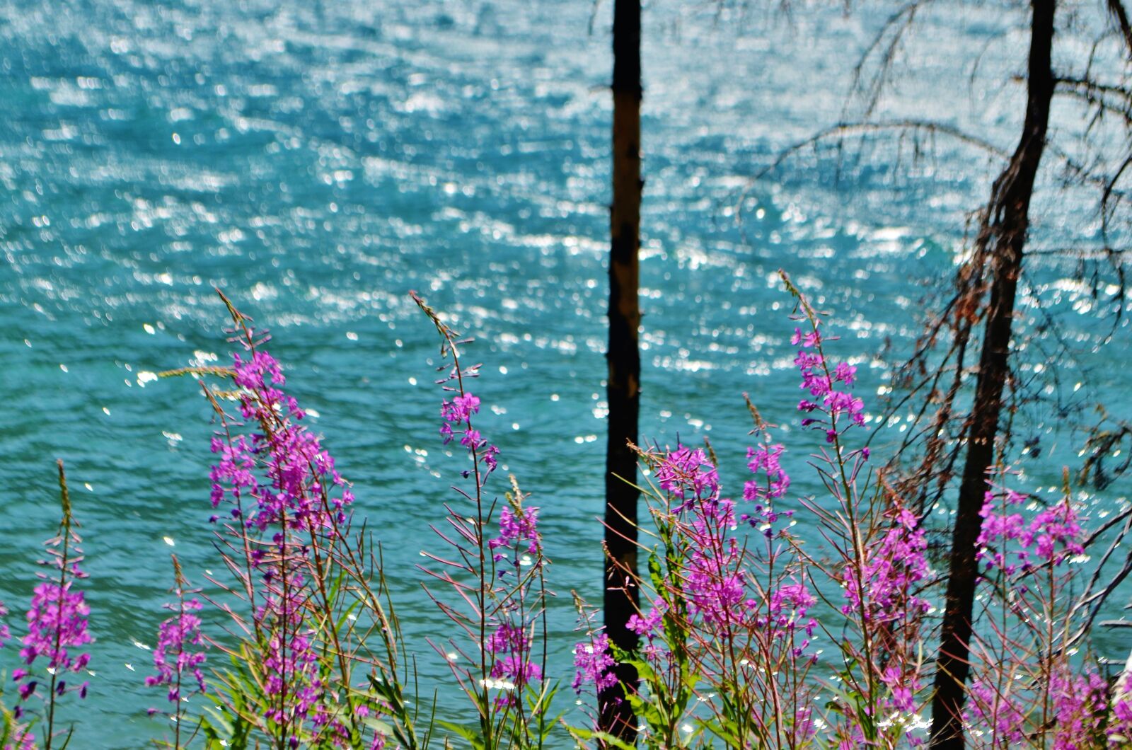 Nikon D5100 sample photo. Wild flowers, tree, lake photography