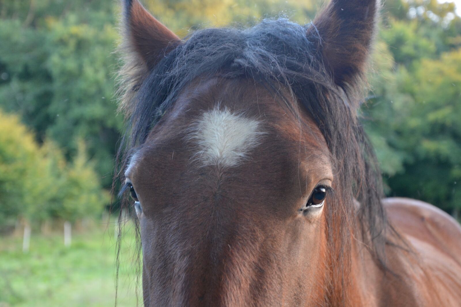 Nikon D5200 sample photo. Horse, head, next to photography