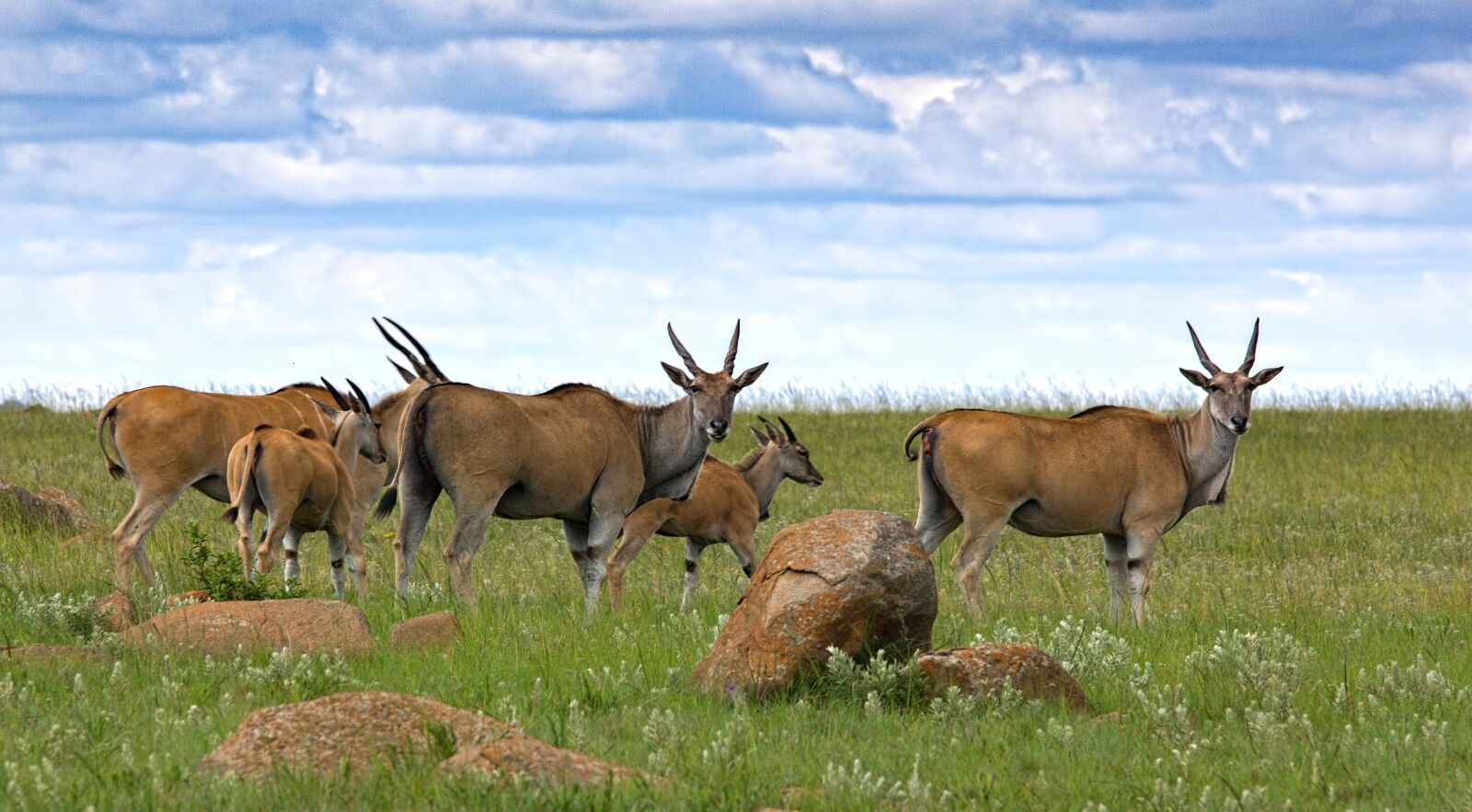 Canon EOS 550D (EOS Rebel T2i / EOS Kiss X4) + Canon EF 70-200mm F4L IS USM sample photo. Eland, antelope, buck photography