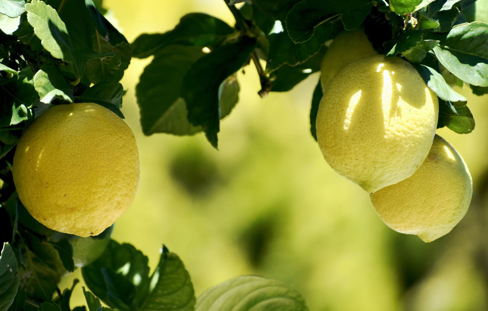 Nikon D5500 sample photo. Lemons, citrus, green photography