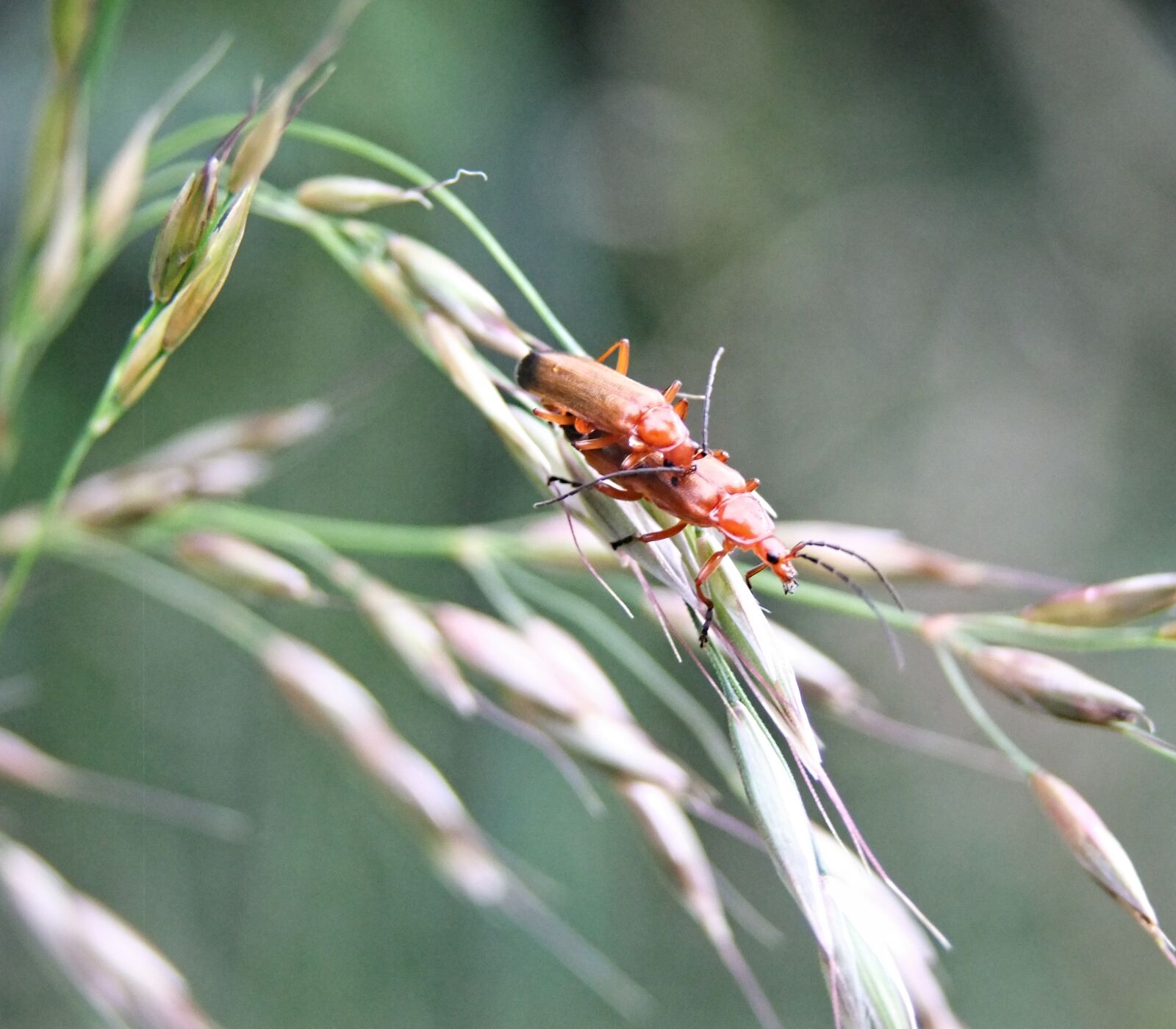 FujiFilm FinePix S200EXR (FinePix S205EXR) sample photo. Beetle, macro, golden photography