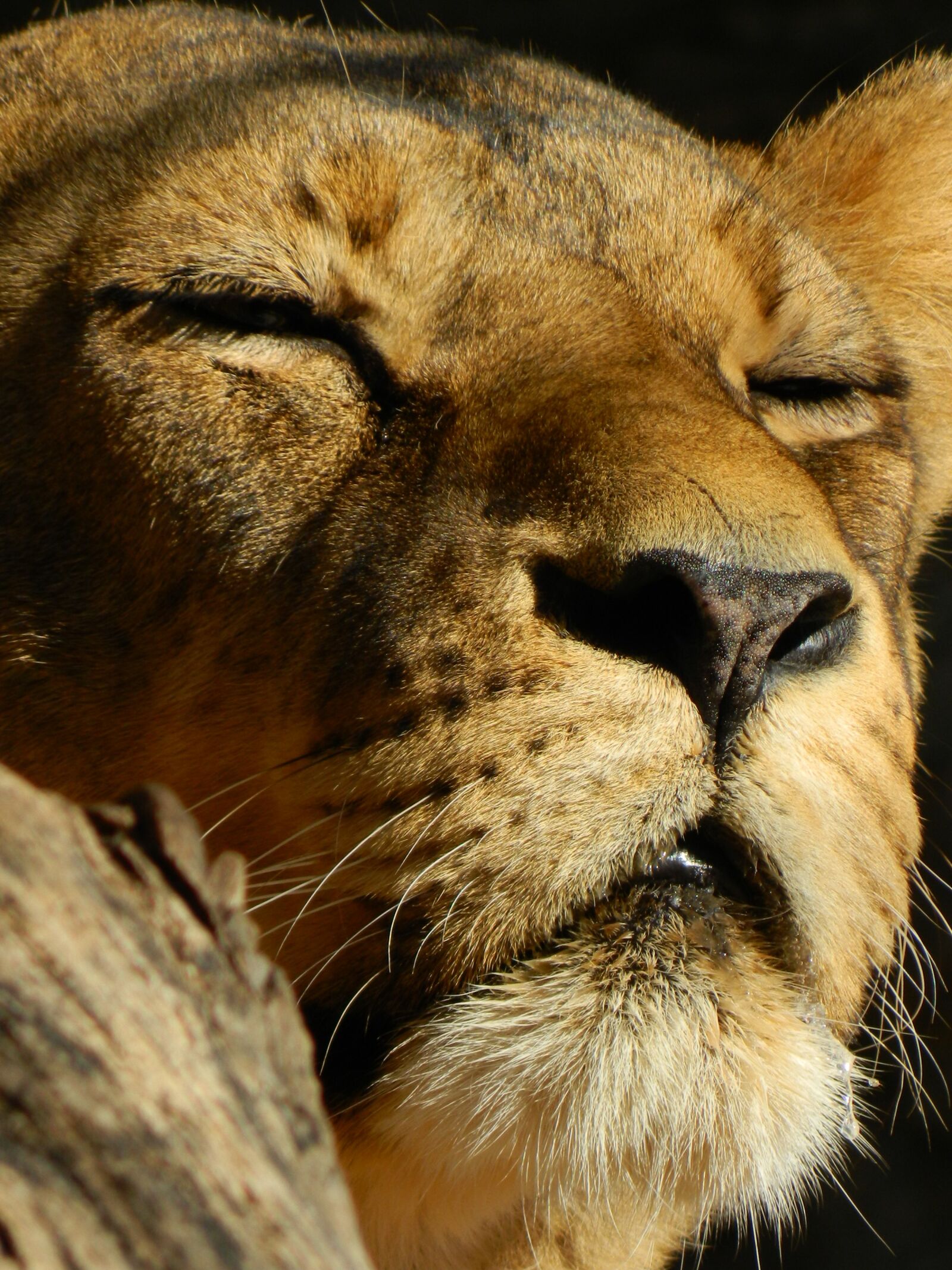 Nikon COOLPIX L310 sample photo. Leo, sleeping lioness, beasts photography
