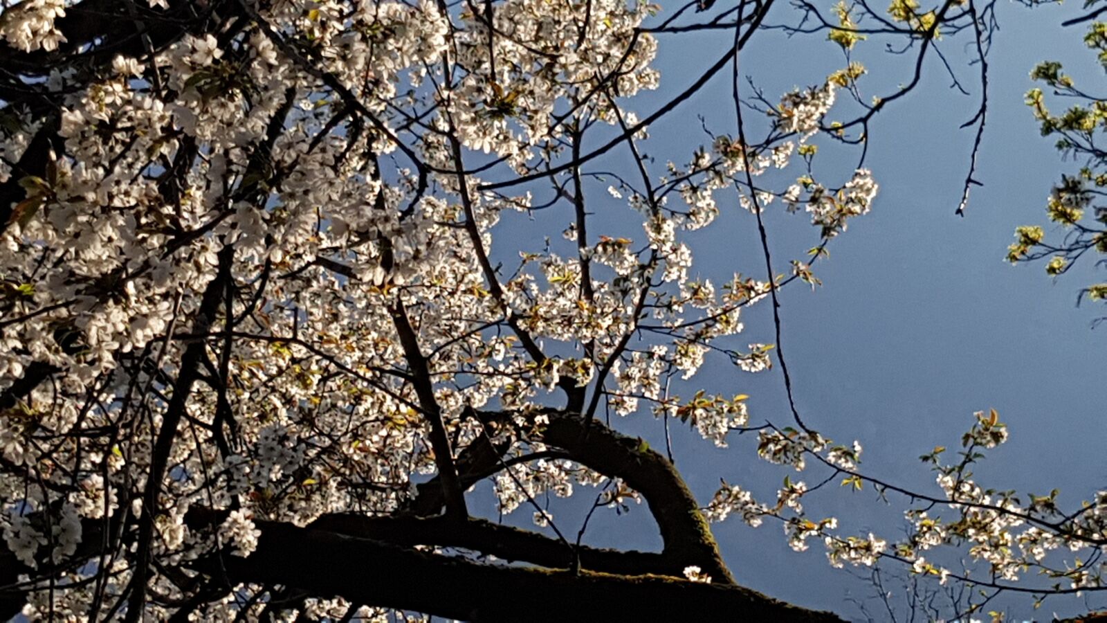 Samsung Galaxy S7 sample photo. Afternoon sun, back-lit, springtime photography