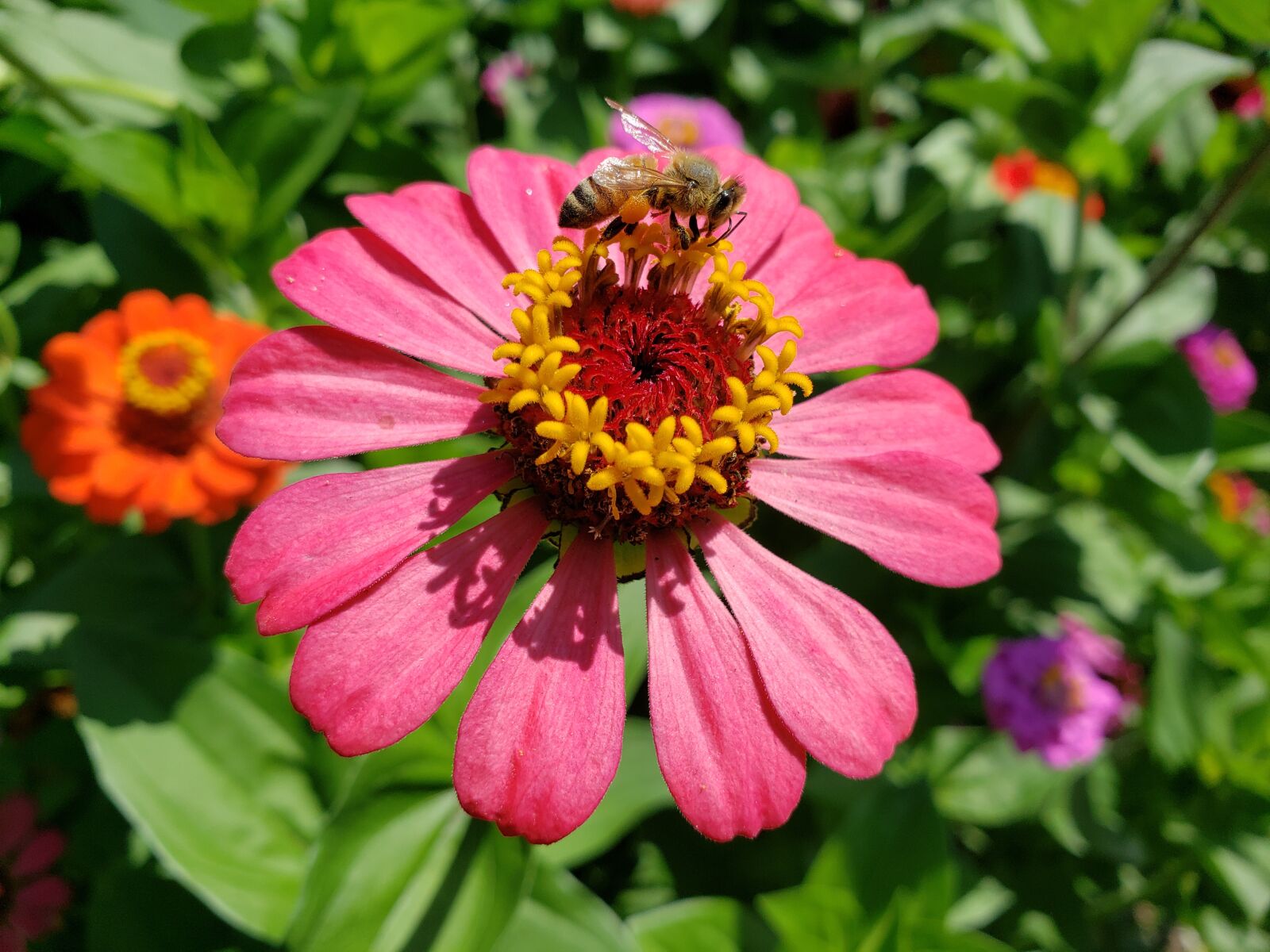 Samsung Galaxy S9 sample photo. Zinnia, flower, bloom photography