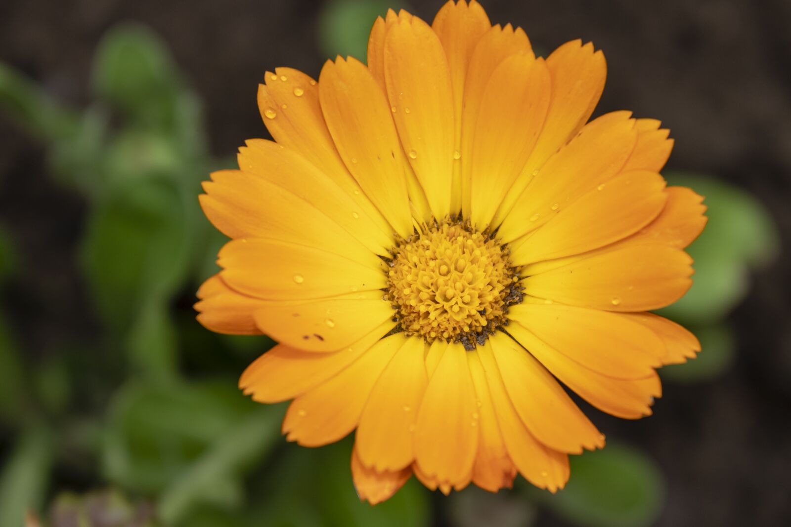 Canon EOS 1300D (EOS Rebel T6 / EOS Kiss X80) sample photo. Marigold, flower, flowers photography