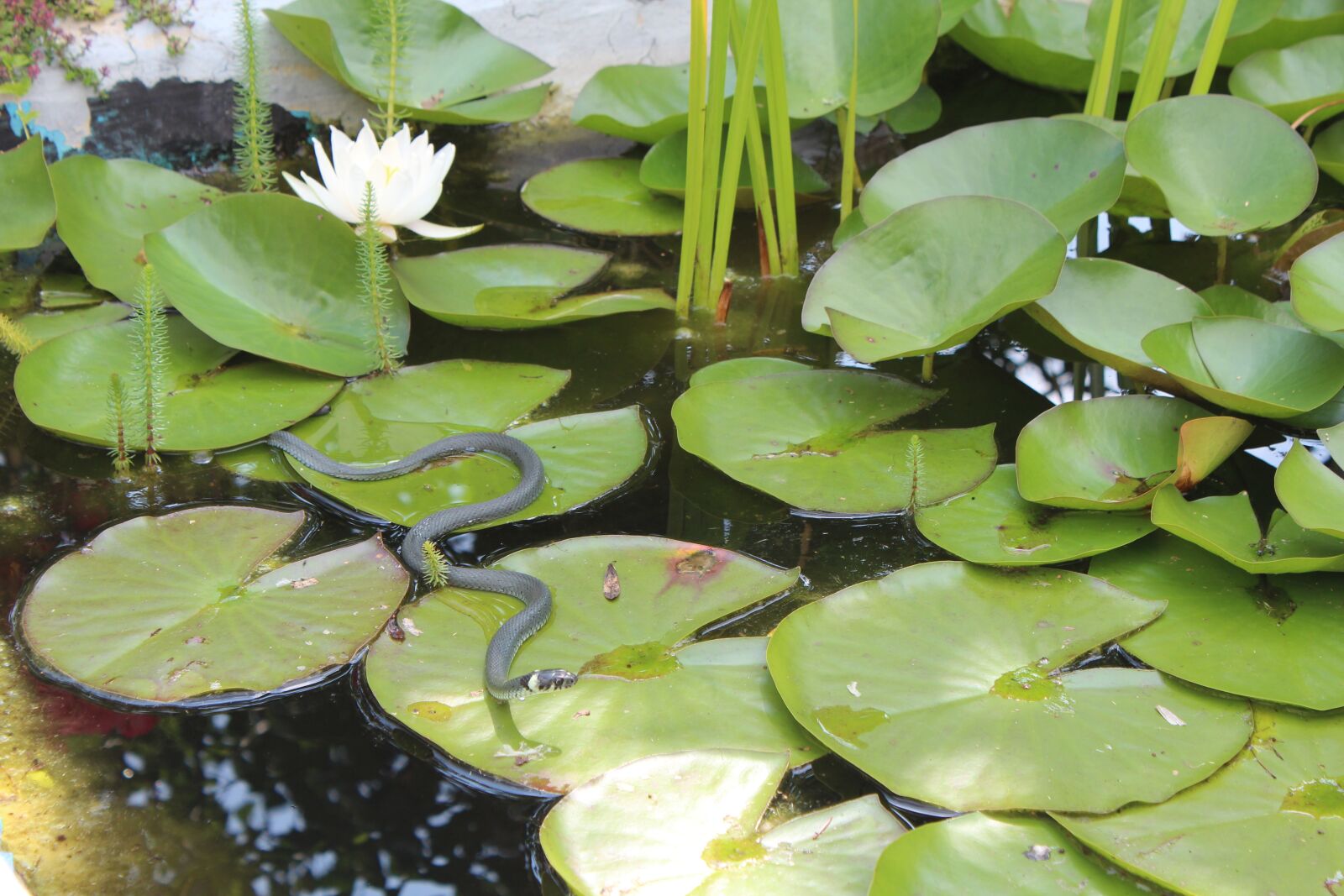 Canon EOS 600D (Rebel EOS T3i / EOS Kiss X5) sample photo. Grass snake, snake, garden photography