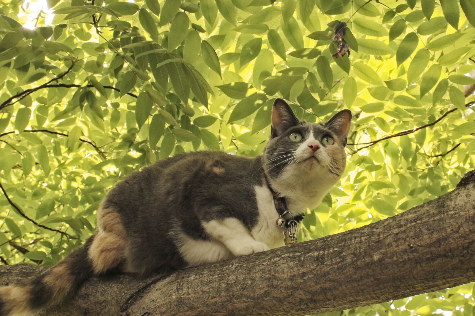 Canon EOS 550D (EOS Rebel T2i / EOS Kiss X4) sample photo. Nature, animal, cat photography