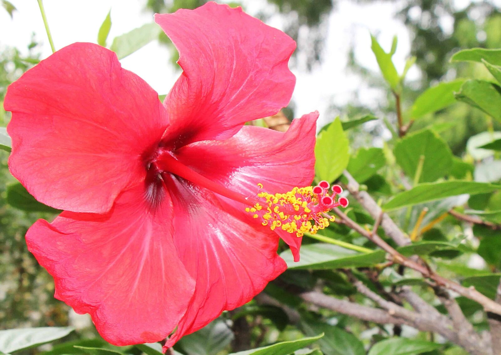 Canon EOS 550D (EOS Rebel T2i / EOS Kiss X4) sample photo. Red hibiscus, pistil, nature photography